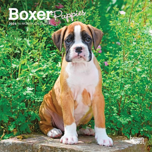 Boxer puppies mini - mini, calendar