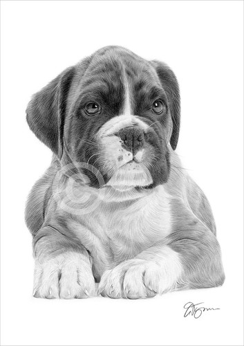 Boxer puppy dog - dog, pencil