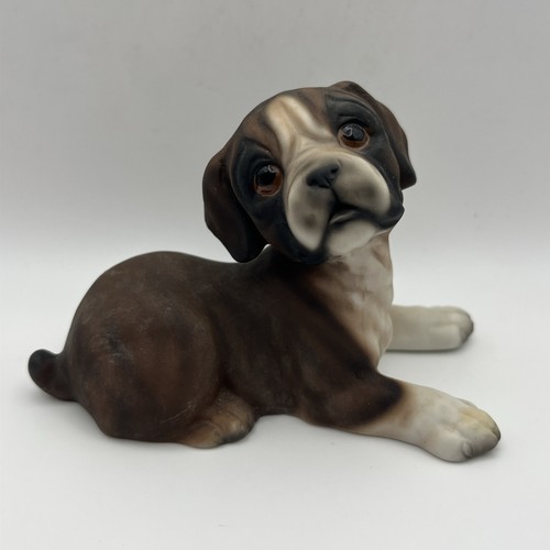 Hhh harvey knox boxer - hhh, dog