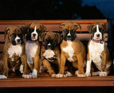 BOXER DOG PUPPIES - SITTING -