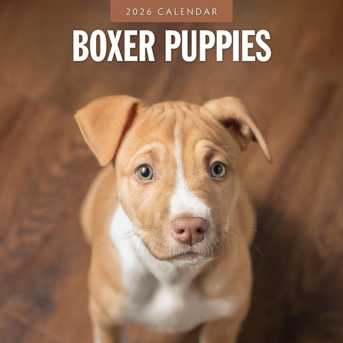 Boxer puppies 2026 square - boxer,