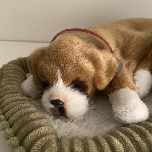 Perfect petzzz sleeping - petzzz, boxer